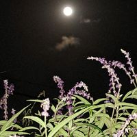 中秋の名月✨,アメジストセージの画像