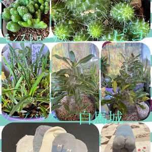 多肉植物,我が家の多肉,ソクモン♥,サボテン好き,多肉女子の画像