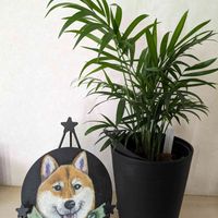 テーブルヤシ,玄関の画像