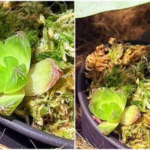 ハオルチア,多肉植物,着生植物,観葉植物,植物のある暮らしの画像