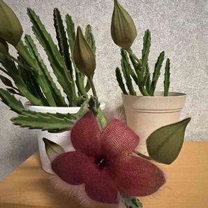 スタベリア　ギガンティア,多肉女子,多肉植物,金曜日の蕾たち,チーム愛知の画像