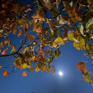 植物のある暮らし,満月♪,紅葉（こうよう）, ハナミズキ,大切な花友さんへの画像