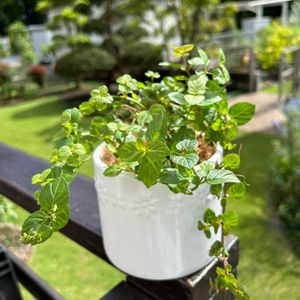 オレンジミント,育てる喜び,植物のある暮らし,育てる楽しみ,おうち園芸の画像