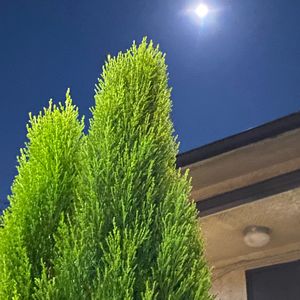 ゴールドクレスト☆,植物のある暮らし,満月♪,大切な花友さんへ,中秋の名月の画像