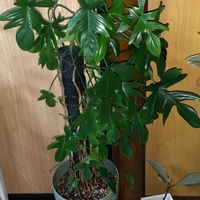 ヤッコカズラ,フィロデンドロン（ヤッコカズラ）,観葉植物,大型観葉植物,植え替えの画像