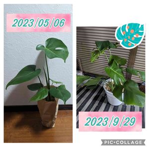 モンステラ属,ボタナイス,観葉植物,植物のある暮らし,初心者の画像
