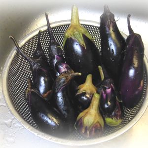 米ナス,ナス,今日の収穫♪,家庭菜園,夏野菜の画像