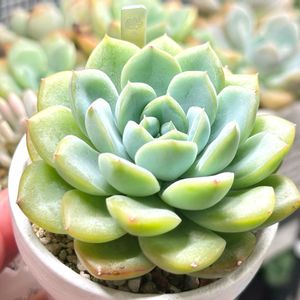 成長記録 ミナ,ミナ,エケベリア大好き,多肉植物園ナイト営業中✩.*˚,多肉男子の画像
