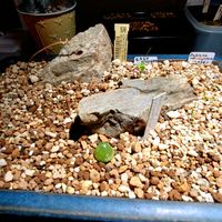 コノフィツム・ブルゲリ,多肉植物,南アフリカ原産,コーデックス,珍奇植物の画像