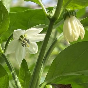 ピーマン,ほんとうの空のある福島,花のあるくらし,今日の１枚,お野菜の画像