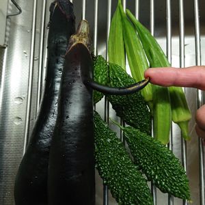 収穫祭❤️,畑を楽しもう,夏野菜の画像
