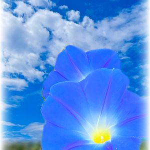 アサガオ・天空の蒼,土曜はお空の発表会,花咲く乙女たち♡,2021年同期の会,観葉植物の画像