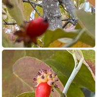 ハナミズキ,ハナミズキの実,花散歩,熊本,熊本からの画像