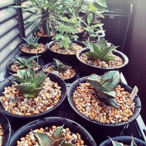 あしかがフラワーパーク,ベアルート株,尾崎フラワーパーク,植物大好き,シマムラ園芸の画像