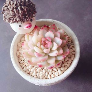 多肉植物,観葉植物,マクハン_女雛錦,塊根植物,コネコネ工房すいかの画像