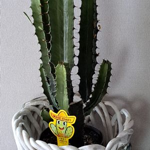 サボテン,粘土細工,心穏やかに,自分らしくね,バラと夢CLUBの画像