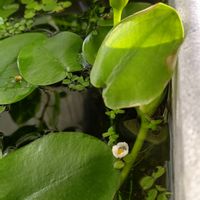 アナカリスの花,ウォーターポピー,水草,ビオトープ,水生植物の画像