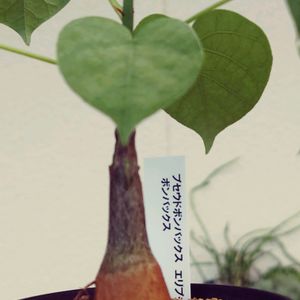 ボンバックス,自然,ソテツ類,おうち園芸,植物狂いの画像