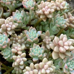 プロリフィカ,姫秀麗,多肉植物 寄せ植え,多肉植物,太陽大好きの画像