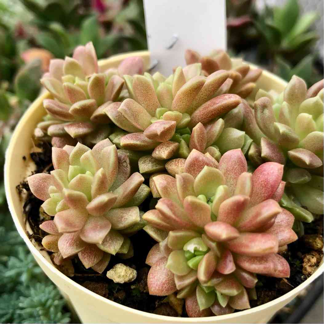 ✾多肉植物　リトルジェム錦　リトルジェム紅錦　3カット　カット苗 ✾多肉植物 リトルジェム錦 リトルジェム紅錦 3カット カット苗