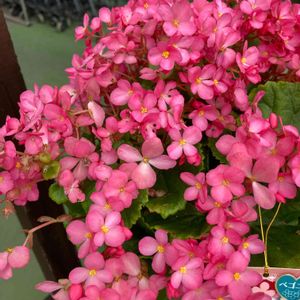 ベゴニアラブミー♡,無農薬❤家庭菜園,花が好き,野菜が好きの画像