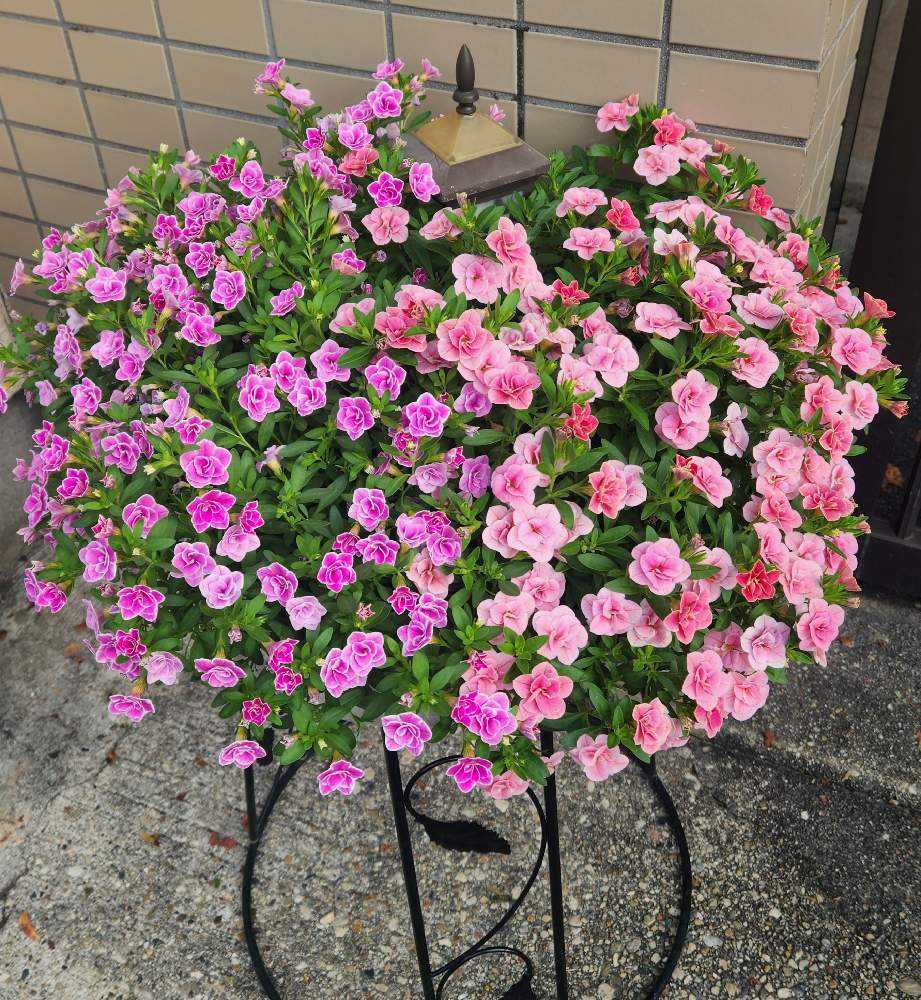 2023 スーパーベル 2色植え 2023年4月2日｜🍀GreenSnap（グリーンスナップ）