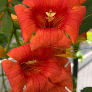 ノウゼンカズラ,アメリカノウゼンカズラ,垂れ下がる植物,花壇,落葉つる性木本の画像