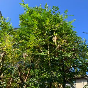 シマトネリコ,多肉植物,南国リゾート風, ビカクシダ,コーデックスの画像