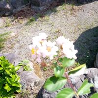 サルスベリの画像