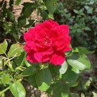 レオナルド・ダ・ビンチ,地植え,バラと夢CLUBの画像