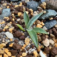 アガベ　パリー,観察,水やり,植欲,アガベ見習いの画像