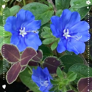 庭の花,花のある暮らし,お祝い花,アメリカンブルー☆,青い花マニアの画像