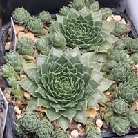 センペルビウム,センペルビウム　ビックロック,センペル中毒,センペル大好き,和室の画像
