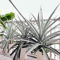 パイナップル,プランター菜園,おうちde菜園,南国フルーツ,おうち園芸の画像