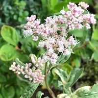 秋の七草, フジバカマ,植物のある暮らし,お気に入り♡,今日のお花の画像