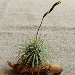 フックシー,観葉植物,エアプランツ, チランジア,窓辺の画像