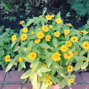 メランポジウム,地植え,初秋,花壇,北海道の画像
