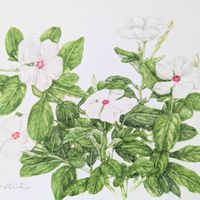 ムラサキ毛卍会画,などわどけやぐ,チームチーバくん,夏を感じる花,キラキラ踊る✨の画像