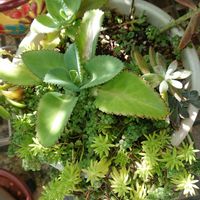 可愛い多肉,おうち園芸,鉢植え,花のある暮らし,頂き物の画像