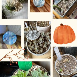 センペルビウム グリーンヴァウト,綾桜,サボテン寄せ植え,子持ち蓮華,チランジアの画像
