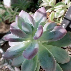 オパリナ,多肉植物,八ヶ岳　GREEN ROOM,紅葉する多肉,大好きの画像