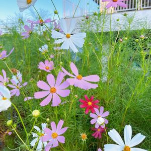 コスモス,みどりのある暮らし,癒し,植物のある暮らし,花のある暮らしの画像