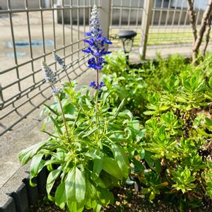 ブルーサルビア,グリーンのある暮らし,ガーデニング初心者,観葉植物のある暮らし,ガーデニングの画像