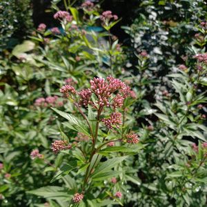 フジバカマ,秋の七草,今日の庭から,今日のお花,多年草の画像
