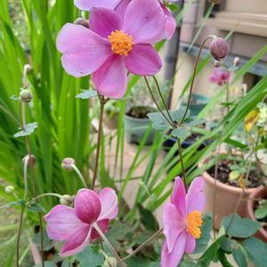 ミニ秋明菊ダイアナ,花咲く乙女たち♡,キュンキュン乙女倶楽部,楽しもう2023♡,出会いに感謝♡の画像