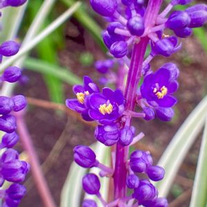 ヤブラン,山野草,おうち園芸,耐寒性多年草,植物観察の画像