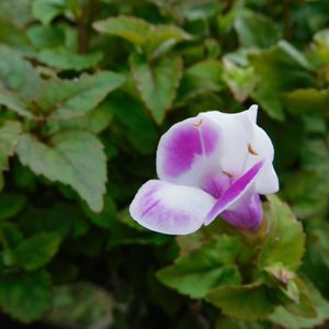 ハンギング,トレニア サマーミスト,ガーデニング,花のある暮らし,小さな庭の画像
