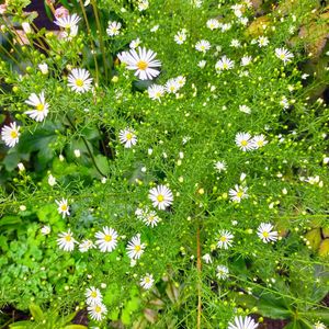 アスター,宿根草の庭,ペレニアルガーデン,旭川,おうち園芸の画像