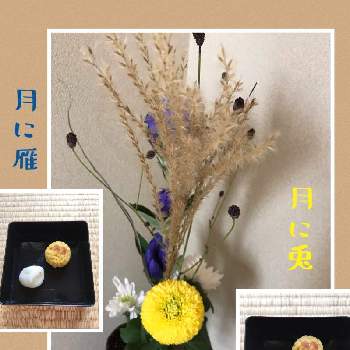 苔の森,苔 (コケ),森ノ散策の画像