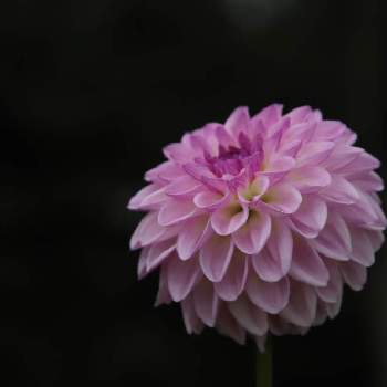苔の森,苔 (コケ),森ノ散策の画像